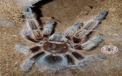 grammostola rosea RCF female tarantula